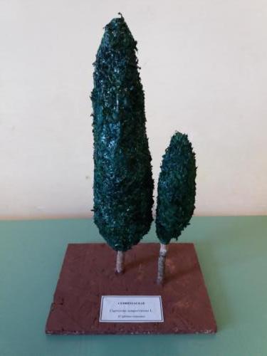 Modelli-Festa-dell-albero-nepi-stradella